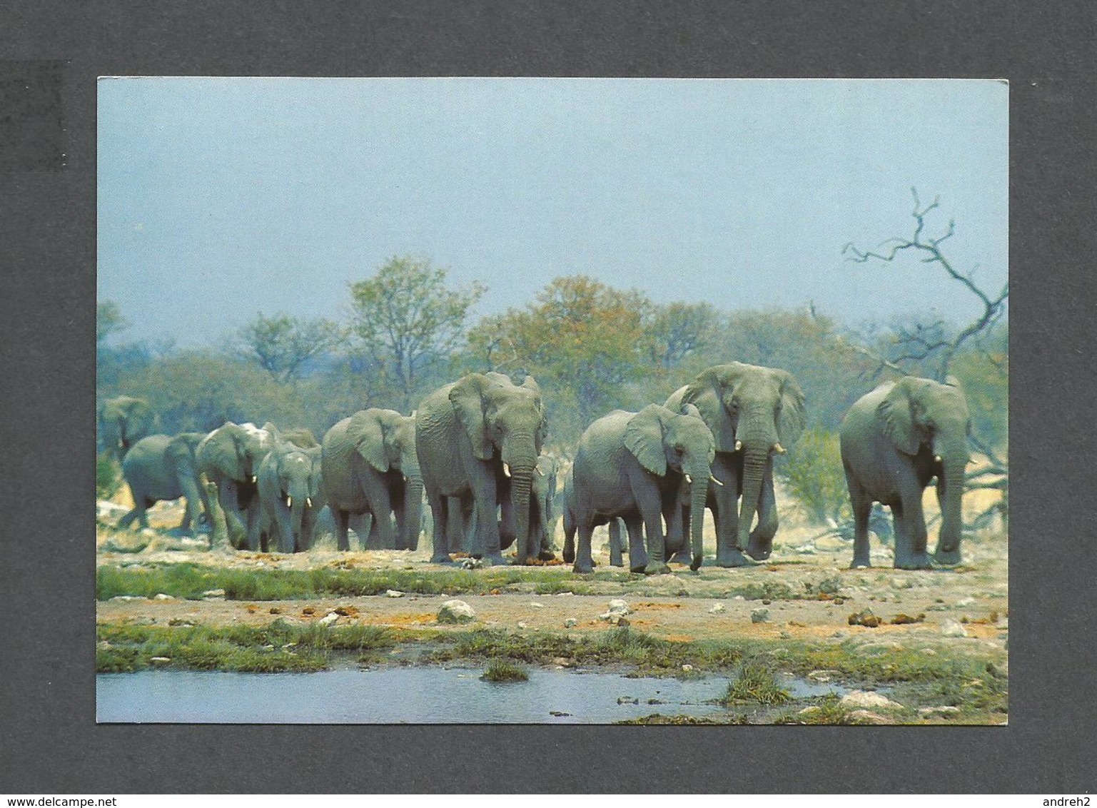 ANIMAUX - ANIMALS - AFRICAN ELEPHANTS - KRUGER NATIONAL PARK - Éléphants