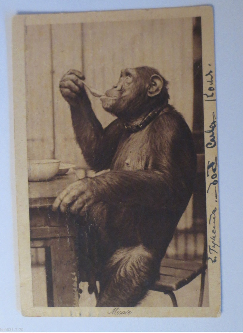 "Affen, Schimpansen" 1924,  Missie ♥  - Affen