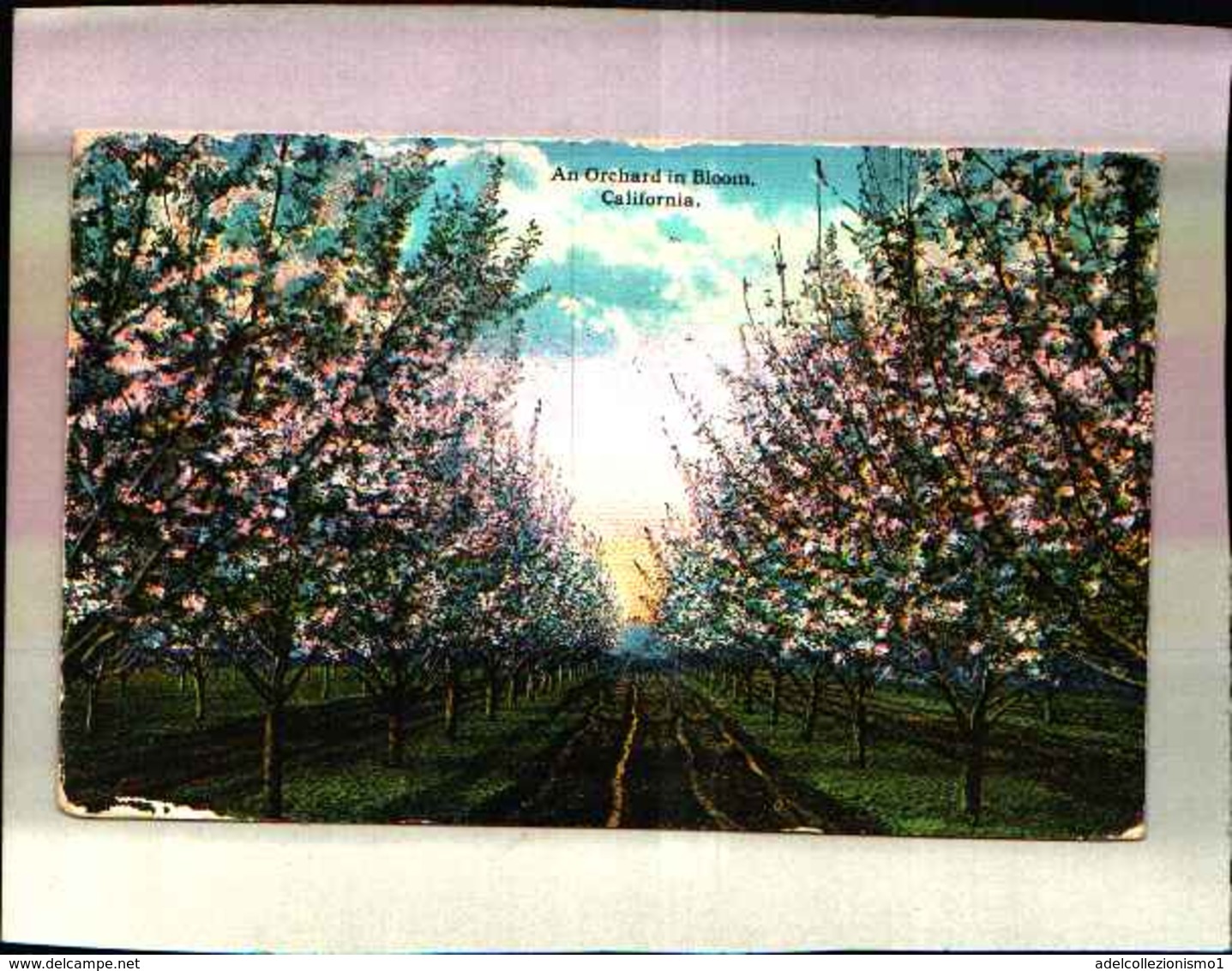 4893) Cartolina Della California -an Orchard In Bloom-viaggiata 1921 - Altri & Non Classificati