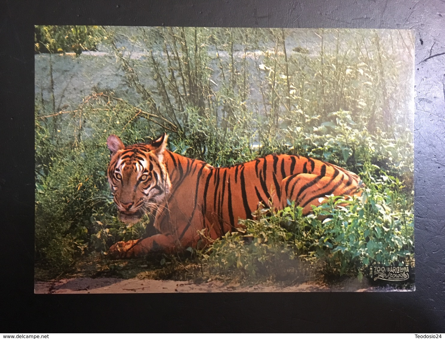 Tigre - Tigri