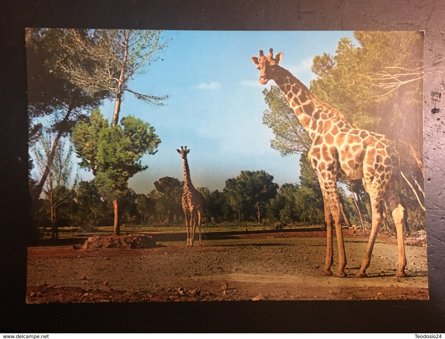 Jirafas - Giraffes