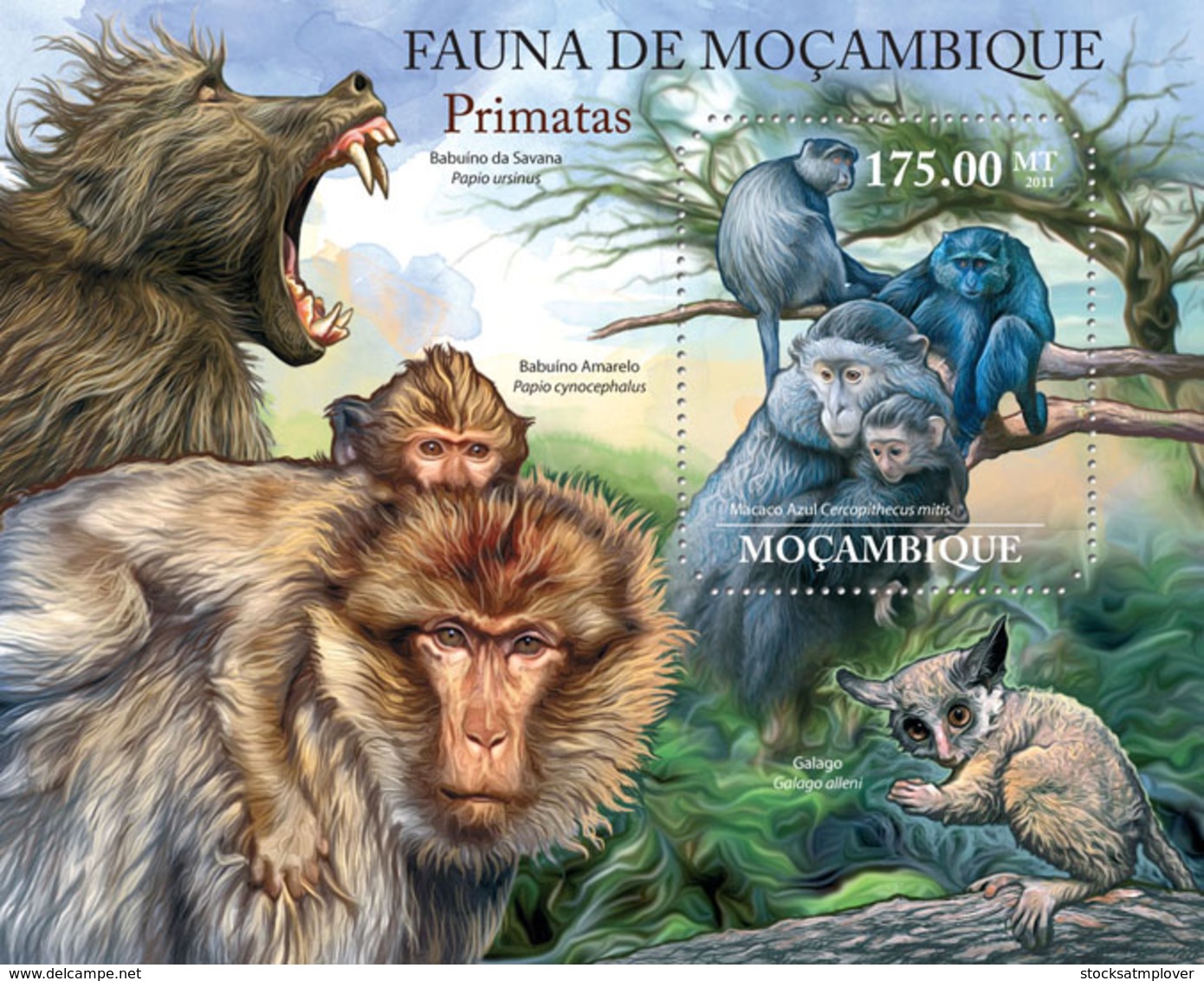 Mozambique 2011 Fauna  Primates ， Monkey ,baboon - Mozambique