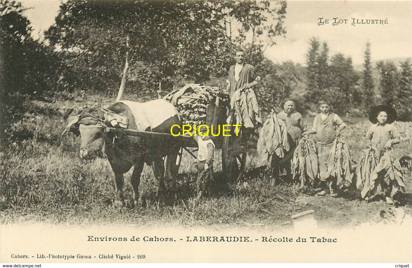 46 Laberaudie, Cp Pionnière (avant 1904), Récolte Du Tabac, Thème Agriculture, Vieux Métiers, Superbe - Sonstige & Ohne Zuordnung