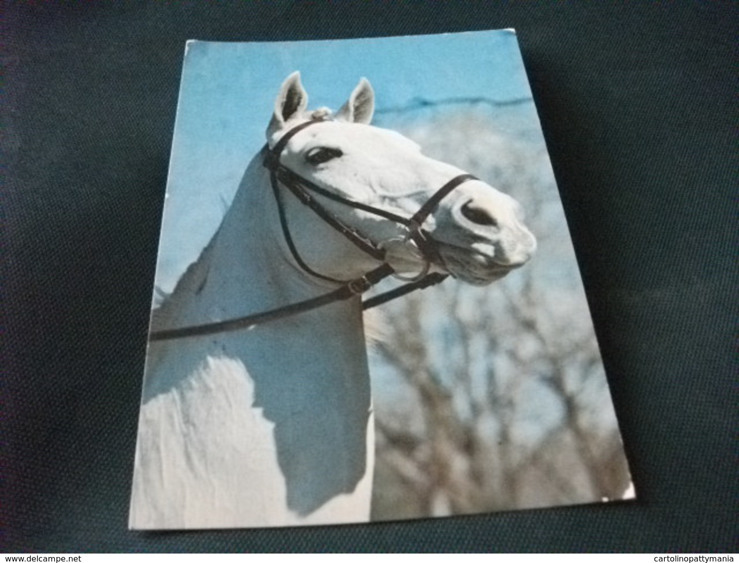 CAVALLO HORSE  IN PRIMO PIANO TESTA PRIMO PIANO BIANCO - Cavalli