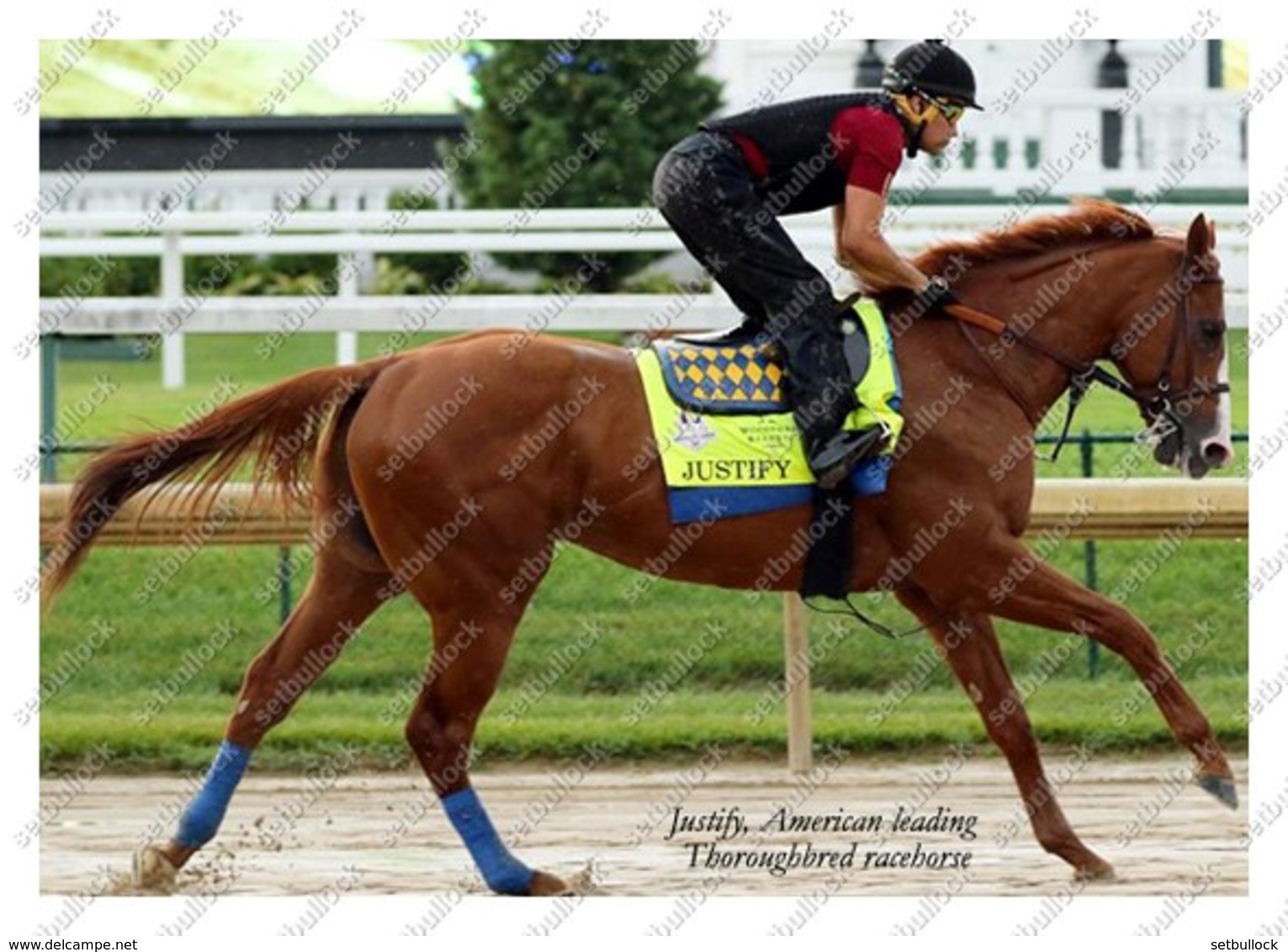 Ukraine | Postcard | Justify | Leading Thoroughbred Racehorse | Horse - Chevaux