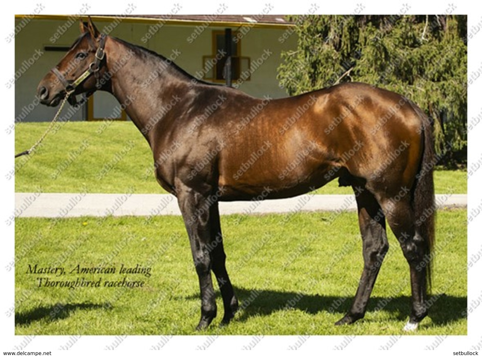 Ukraine | Postcard | Mastery | Leading Thoroughbred Racehorse | Horse - Cavalli