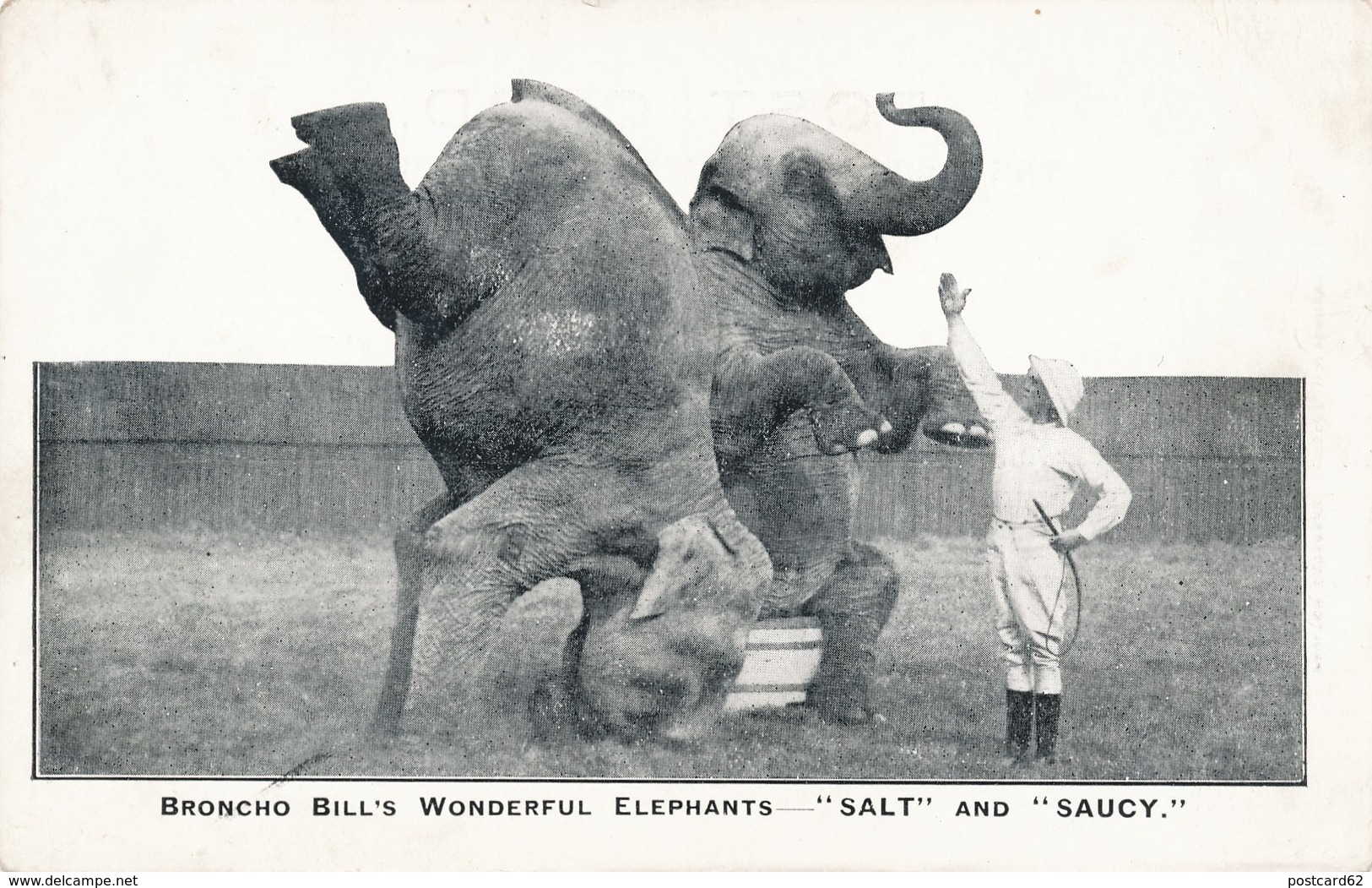 CPA Cirque Circus Broncho Bill's Wonderful Elephants " SALT And SAUCY" 1910s - Zirkus