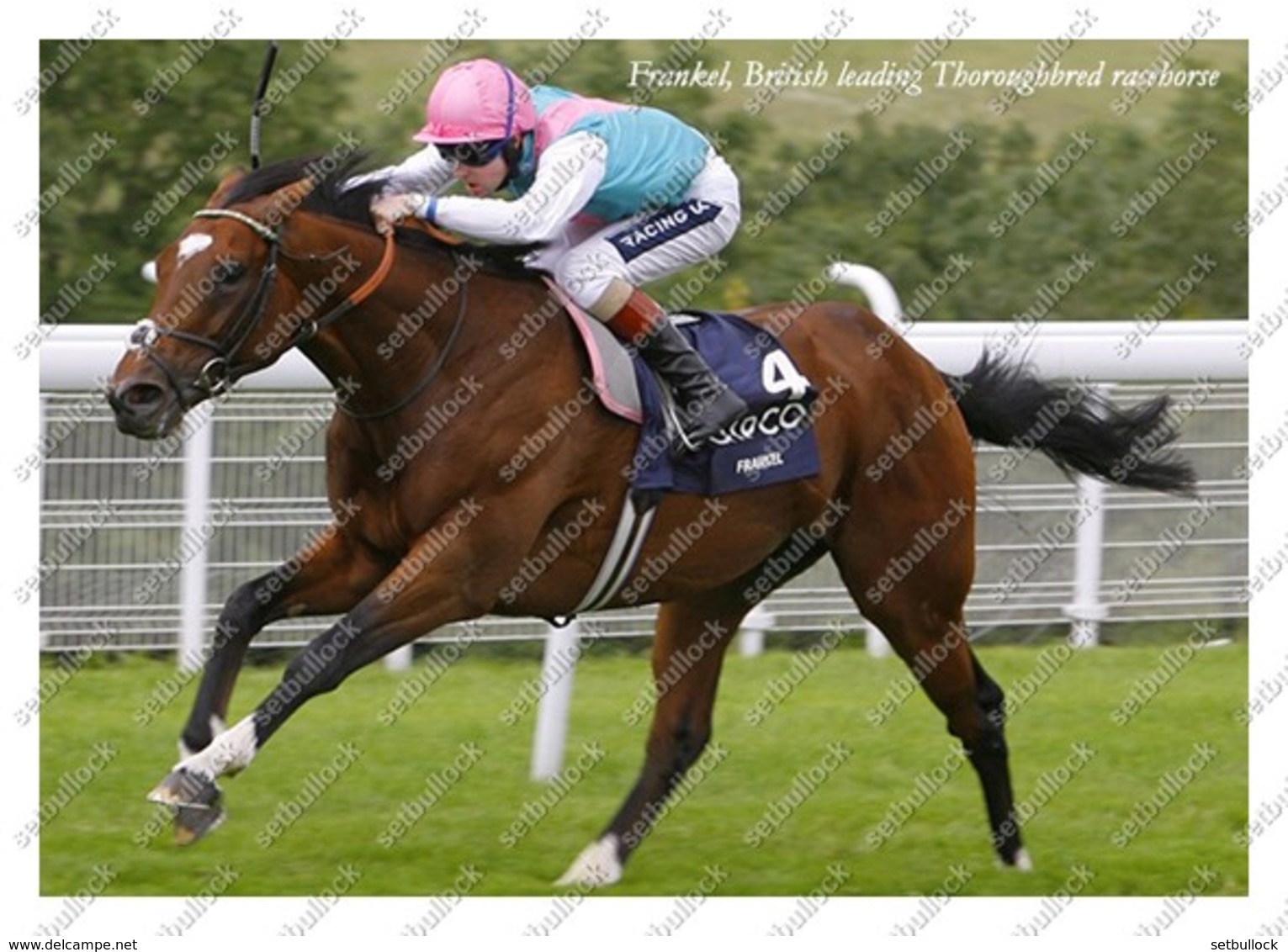 Ukraine | Postcard | Frankel | Leading Thoroughbred Racehorse | Horse - Chevaux