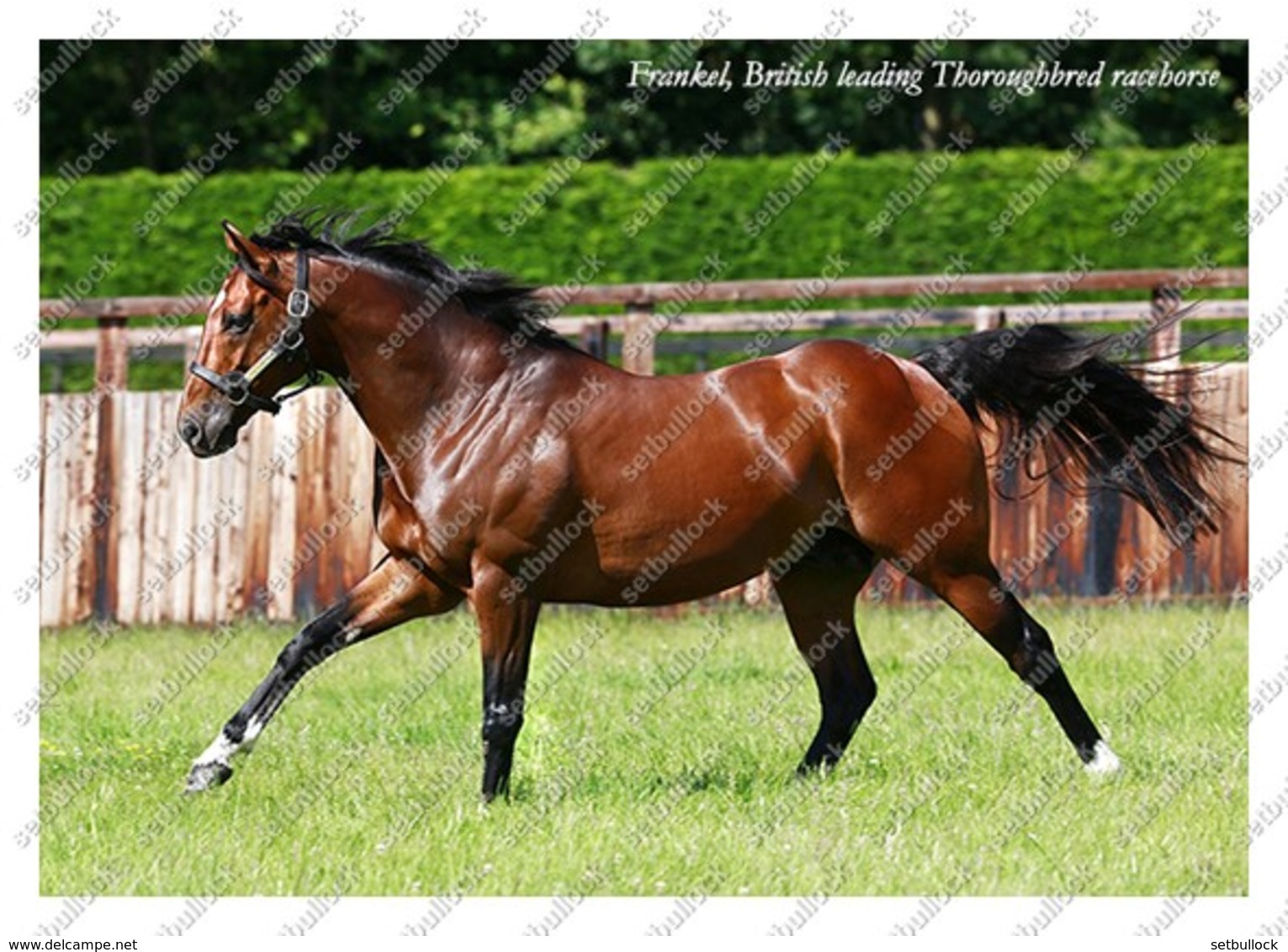 Ukraine | Postcard | Frankel | Leading Thoroughbred Racehorse | Horse - Chevaux