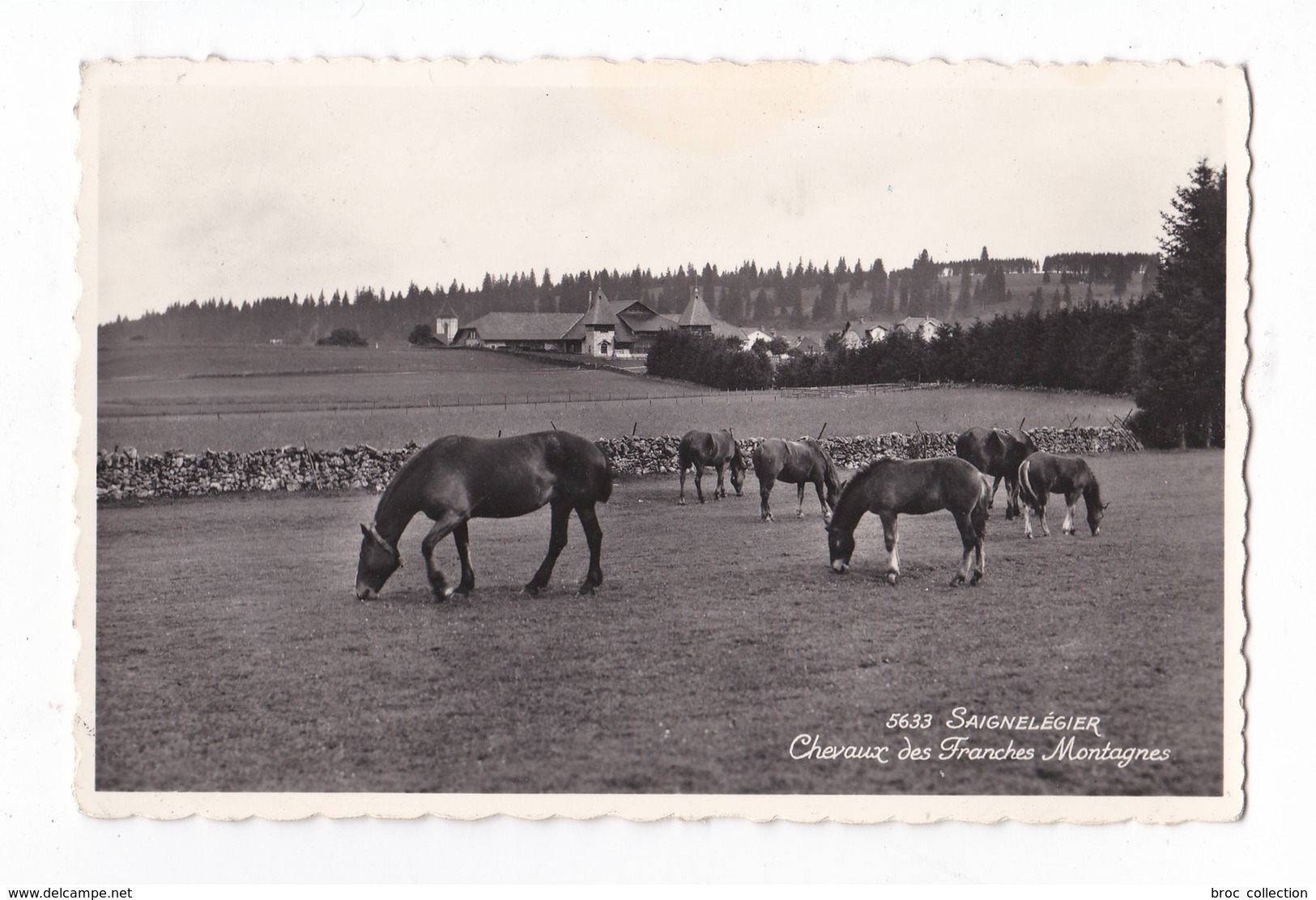 Saignelégier, Chevaux Des Franches Montagnes, 1961, éd. Perrochet N° 5633 - Saignelégier