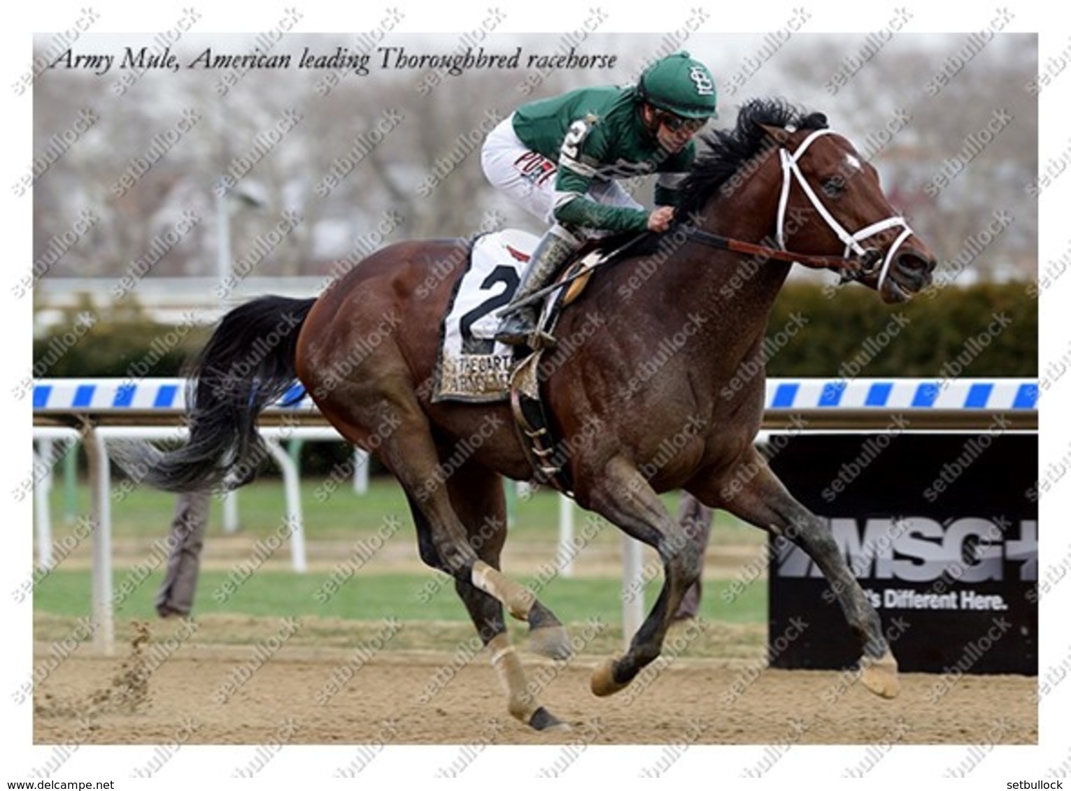 Ukraine | Postcard | Army Mule | Leading Thoroughbred Racehorse | Horse - Cavalli