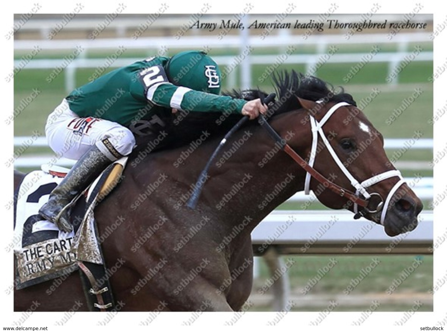 Ukraine | Postcard | Army Mule | Leading Thoroughbred Racehorse | Horse - Cavalli