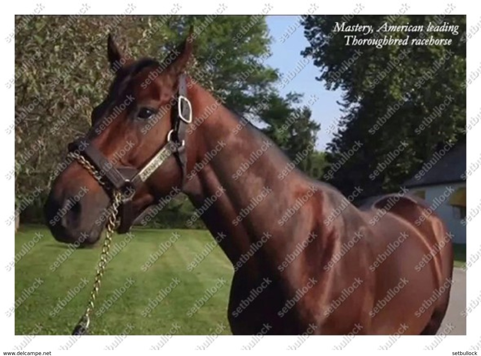 Ukraine | Postcard | Mastery | Leading Thoroughbred Racehorse | Horse - Cavalli