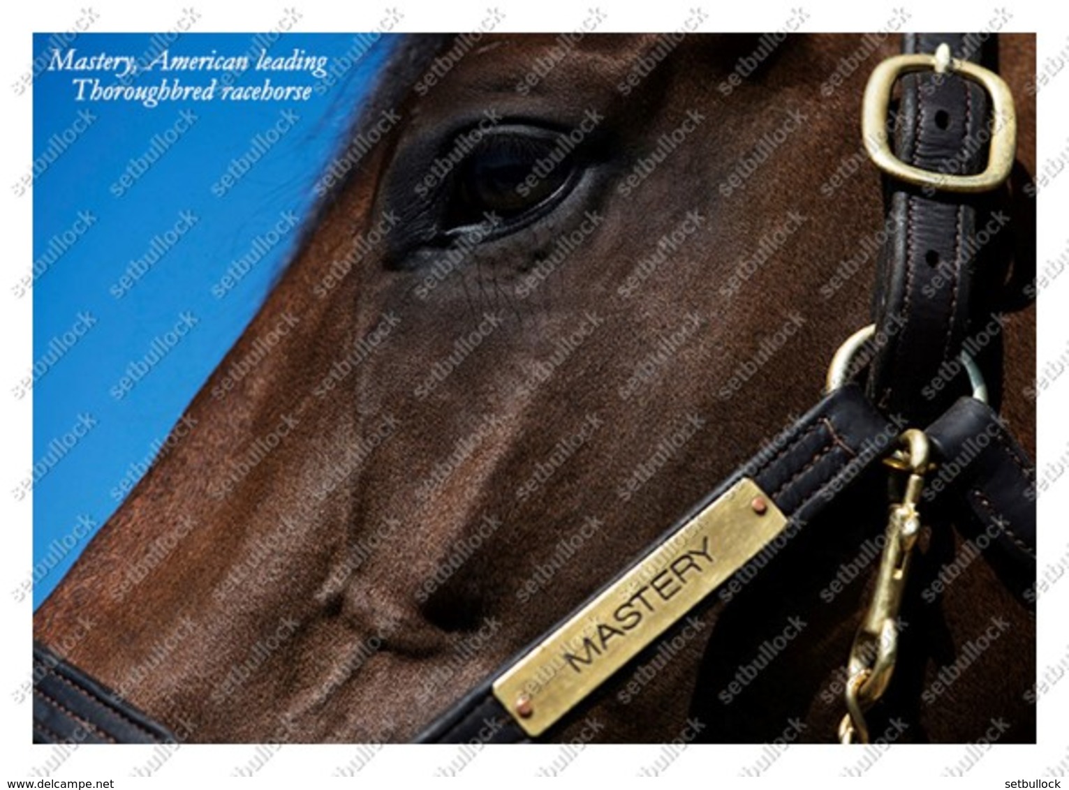 Ukraine | Postcard | Mastery | Leading Thoroughbred Racehorse | Horse - Cavalli