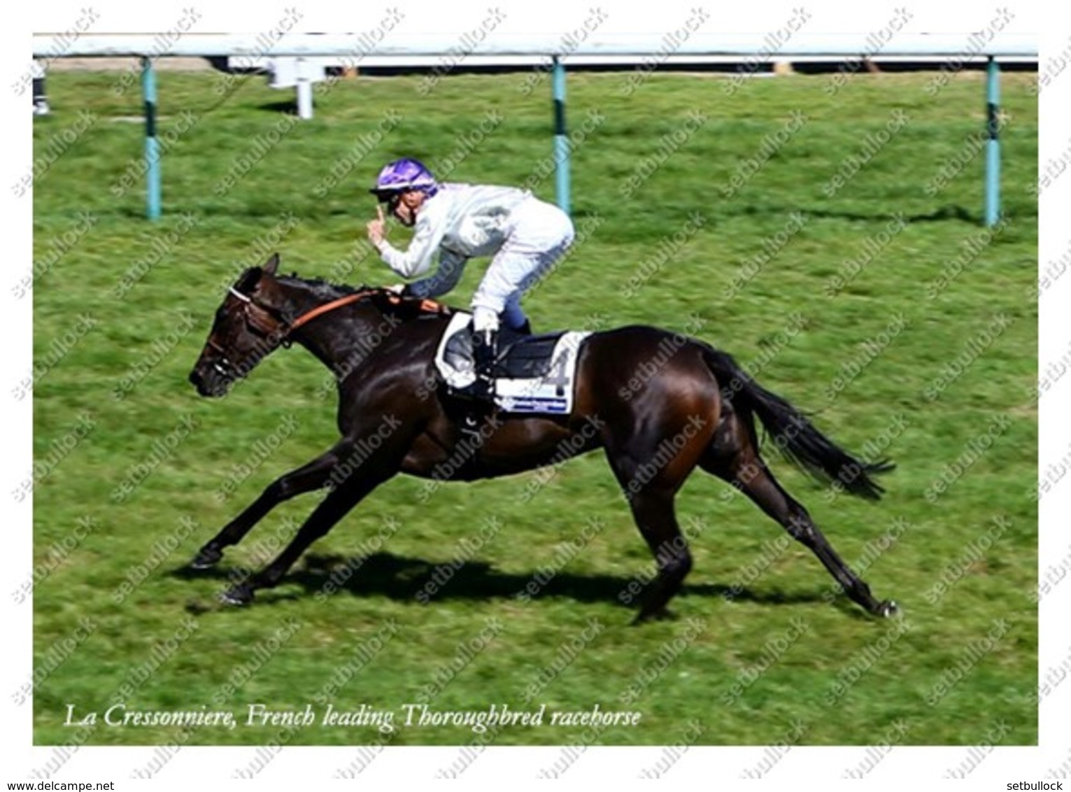 Ukraine | Postcard | La Cressonniere | Leading Thoroughbred Racehorse | Horse - Cavalli