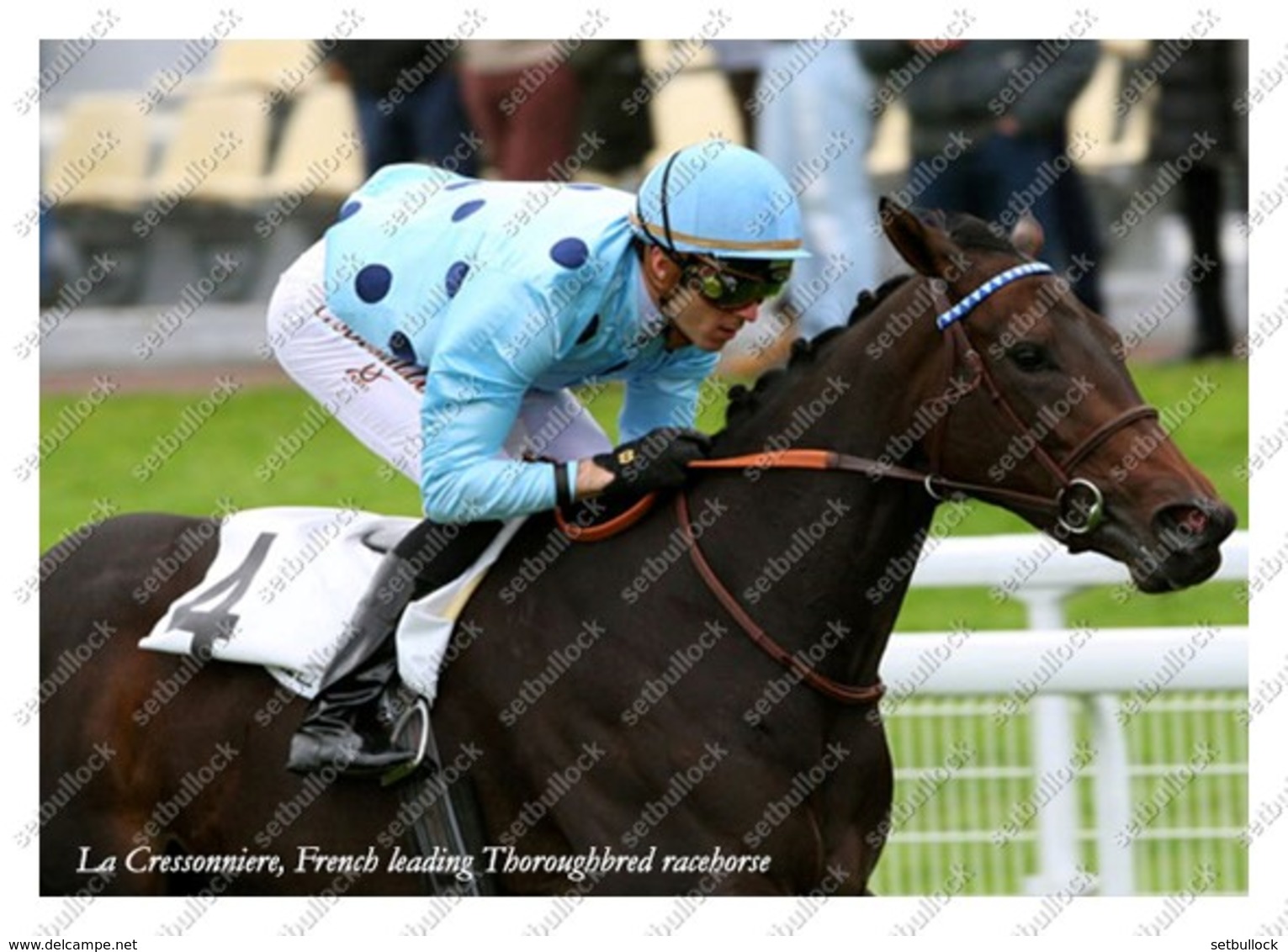 Ukraine | Postcard | La Cressonniere | Leading Thoroughbred Racehorse | Horse - Cavalli