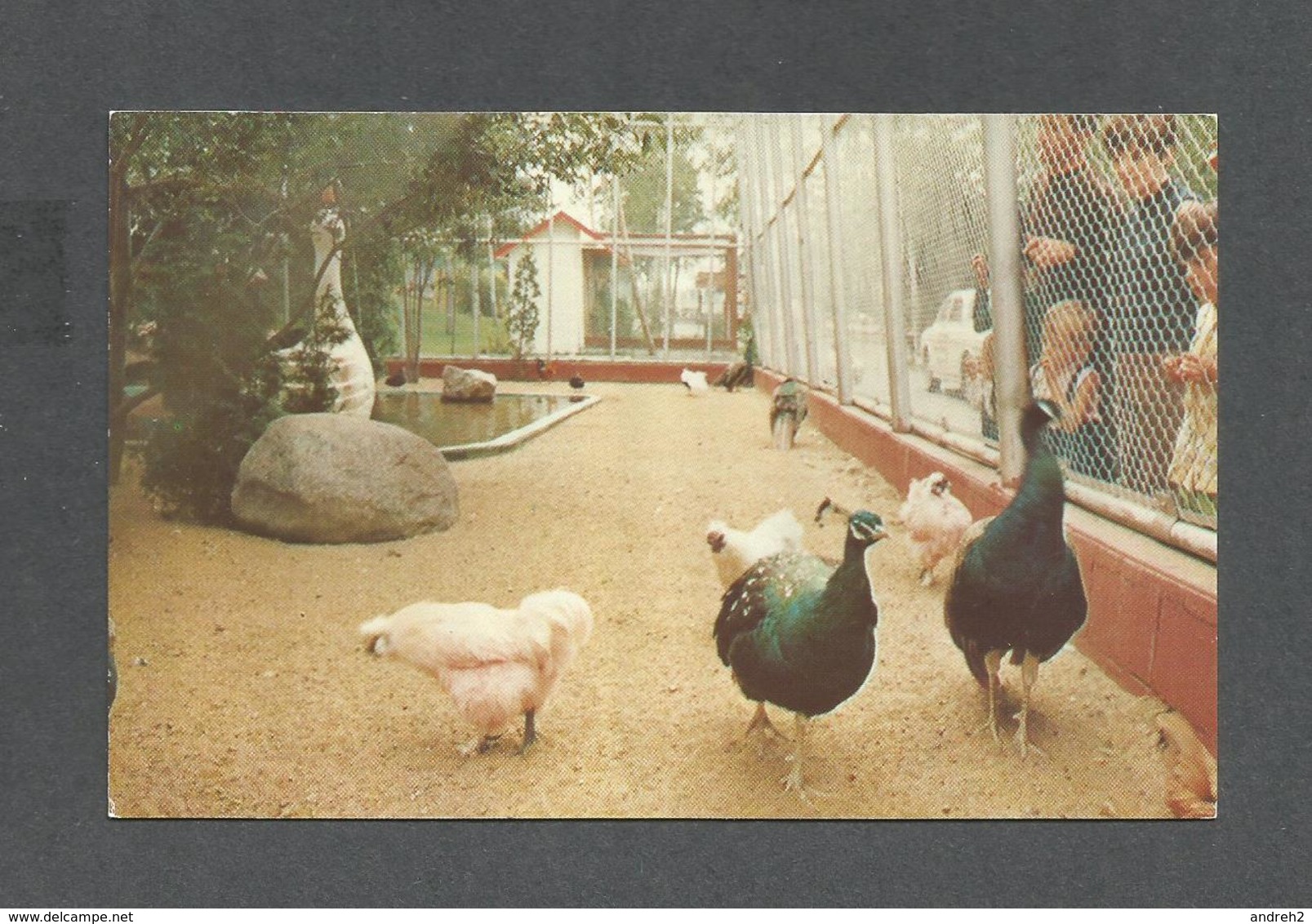 ANIMAUX - ANIMALS - ZOO DE ST FÉLICIEN LAC ST JEAN QUÉBEC - GRANDE VOLIÈRE - PHOTO ANDRÉ  PAR SOCIÉTÉ ZOOLOGIQUE - Oiseaux