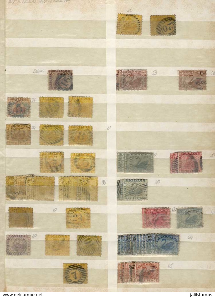 WESTERN AUSTRALIA: Accumulation In Stock Page With A Large Number Of Old Stamps, Surely The Expert Will Fine Interest - Oblitérés