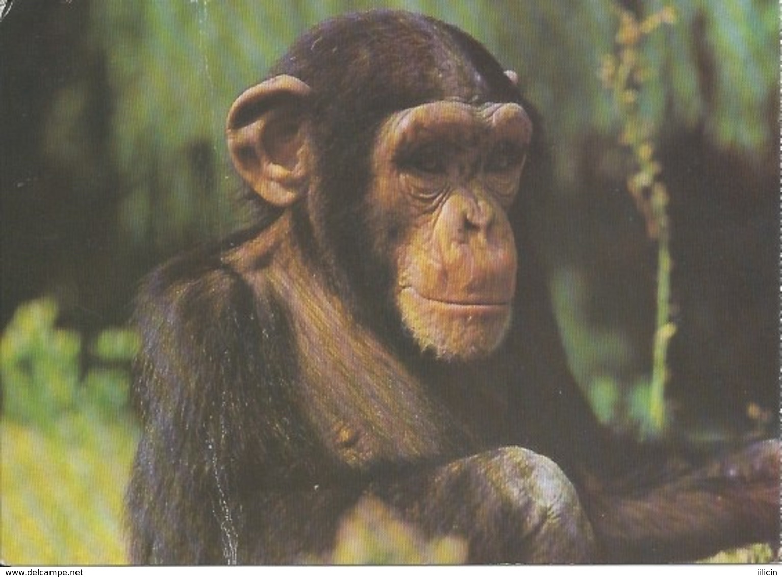 Postcard RA010374 - Ape Monkey Chimpanzee ZOO Osijek Croatia - Monkeys