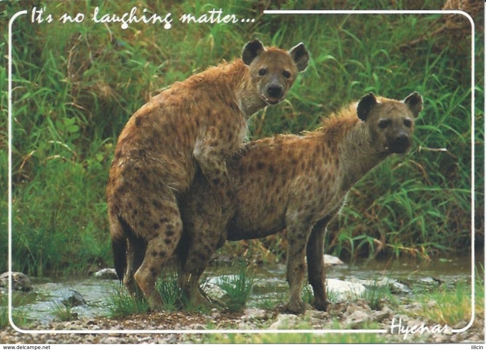 Postcard RA010433 - Hyena (Hyaena) - Sonstige & Ohne Zuordnung