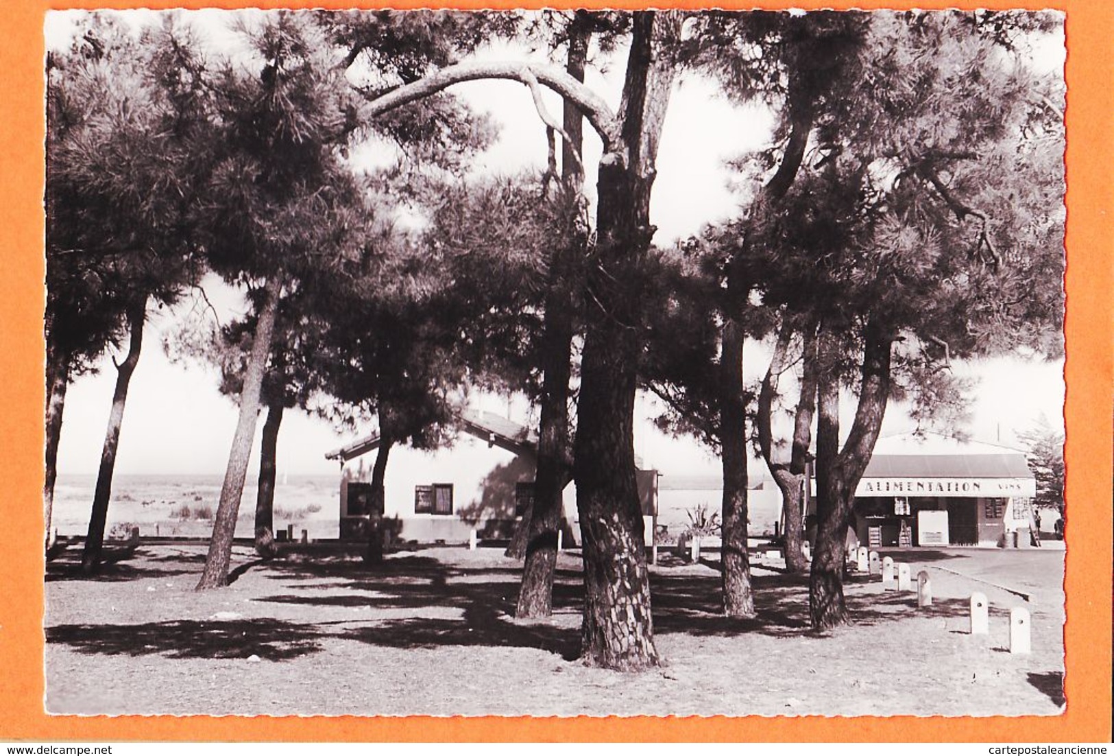 JEU007 Rare ARGELES-sur-MER (66) ALIMENTATION-VINS Plage Vue De La Forêt Des PINS 1950s Photo-Bromure 15x10- SL 35.708 - Argeles Sur Mer