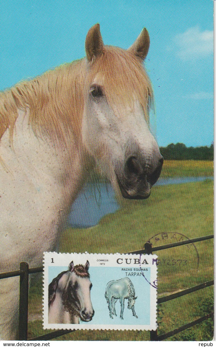 Cuba Carte Maximum 1972 Chevaux 1586 - Cartoline Maximum