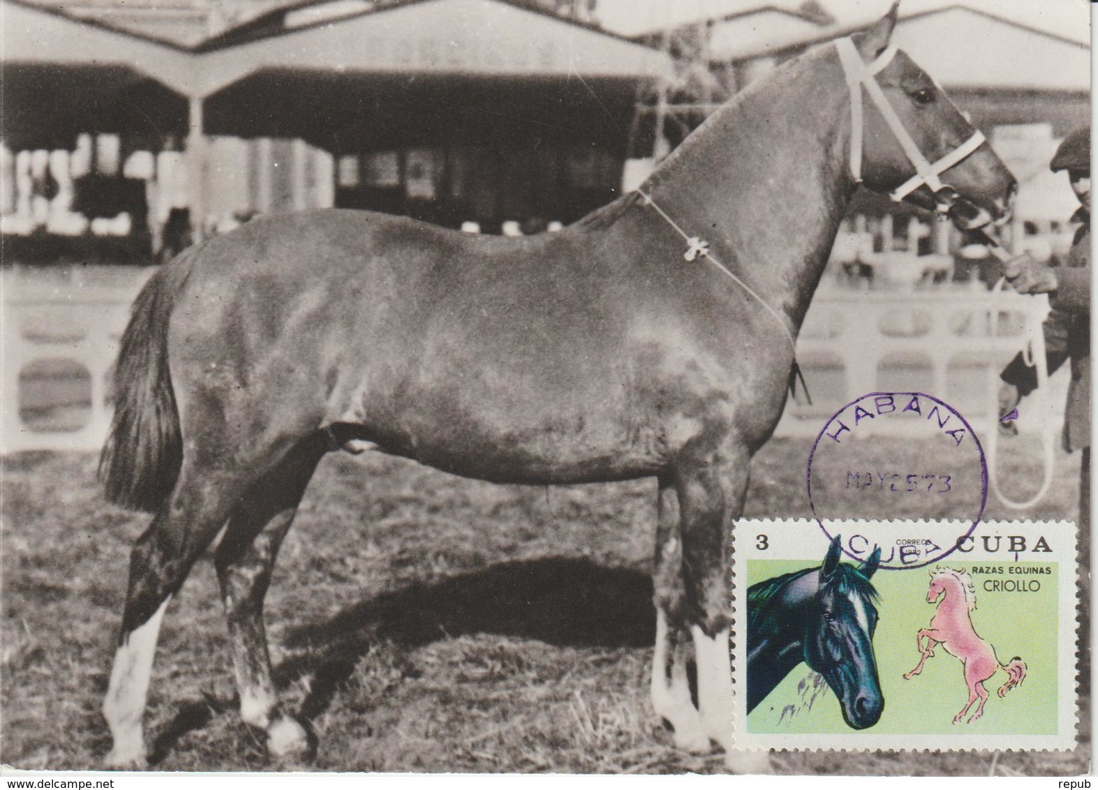 Cuba Carte Maximum 1972 Chevaux 1588 - Tarjetas – Máxima