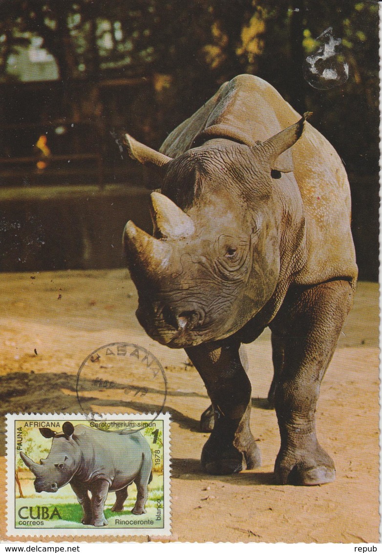 Cuba Carte Maximum 1978 Rhinocéros 2081 - Cartes-maximum