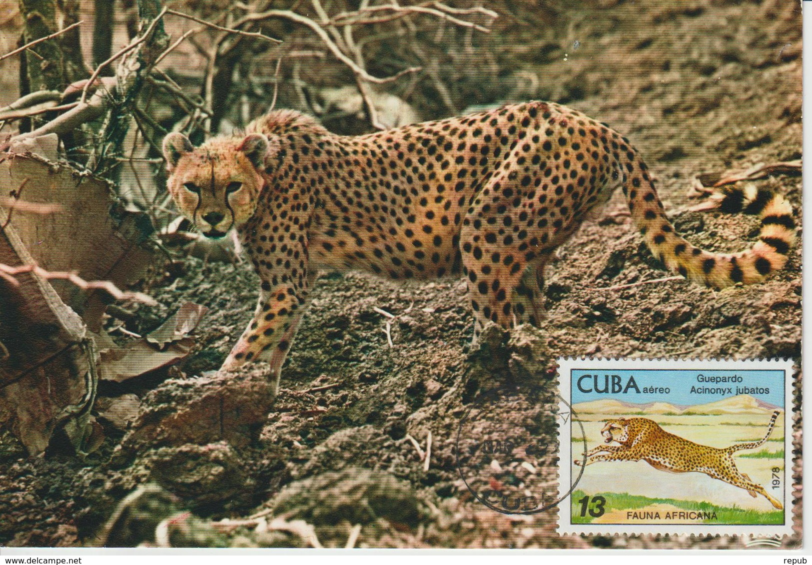 Cuba Carte Maximum 1978 Guépard PA 304 - Cartes-maximum