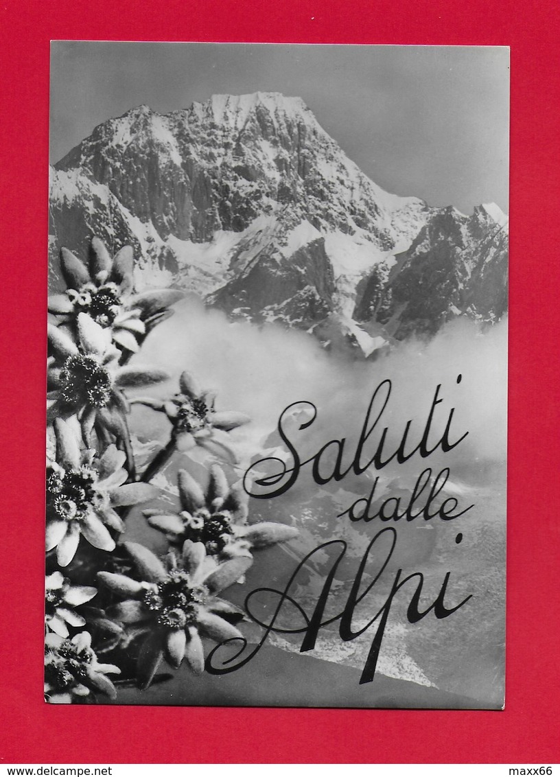 CARTOLINA NV ITALIA - Saluti Dalle Alpi - Stelle Alpine - 10 X 15 - Saluti Da.../ Gruss Aus...