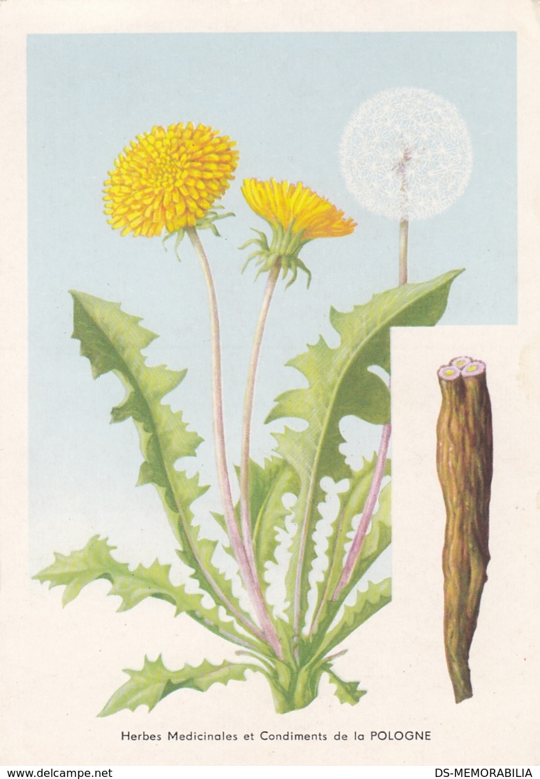 Dandelion - Herbes Medicinales Rolimpex Warszawa Poland - Piante Medicinali