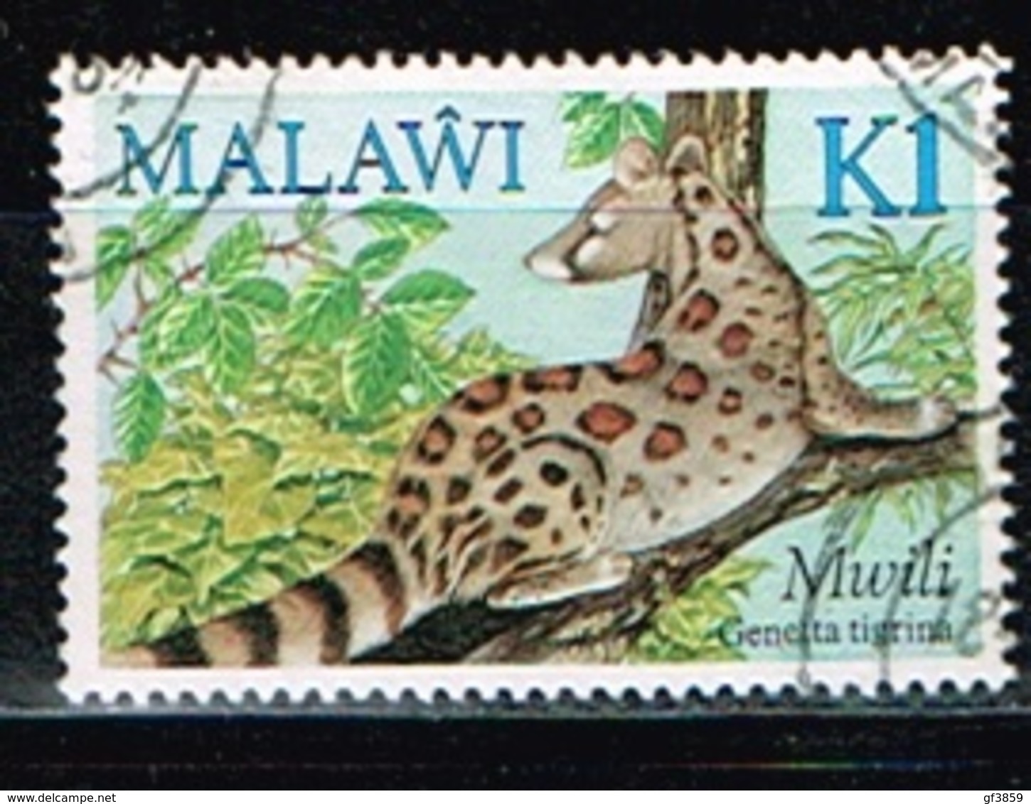 MALAWI /Oblitérés/Used/1984 - Genette Tigrèe - Malawi (1964-...)