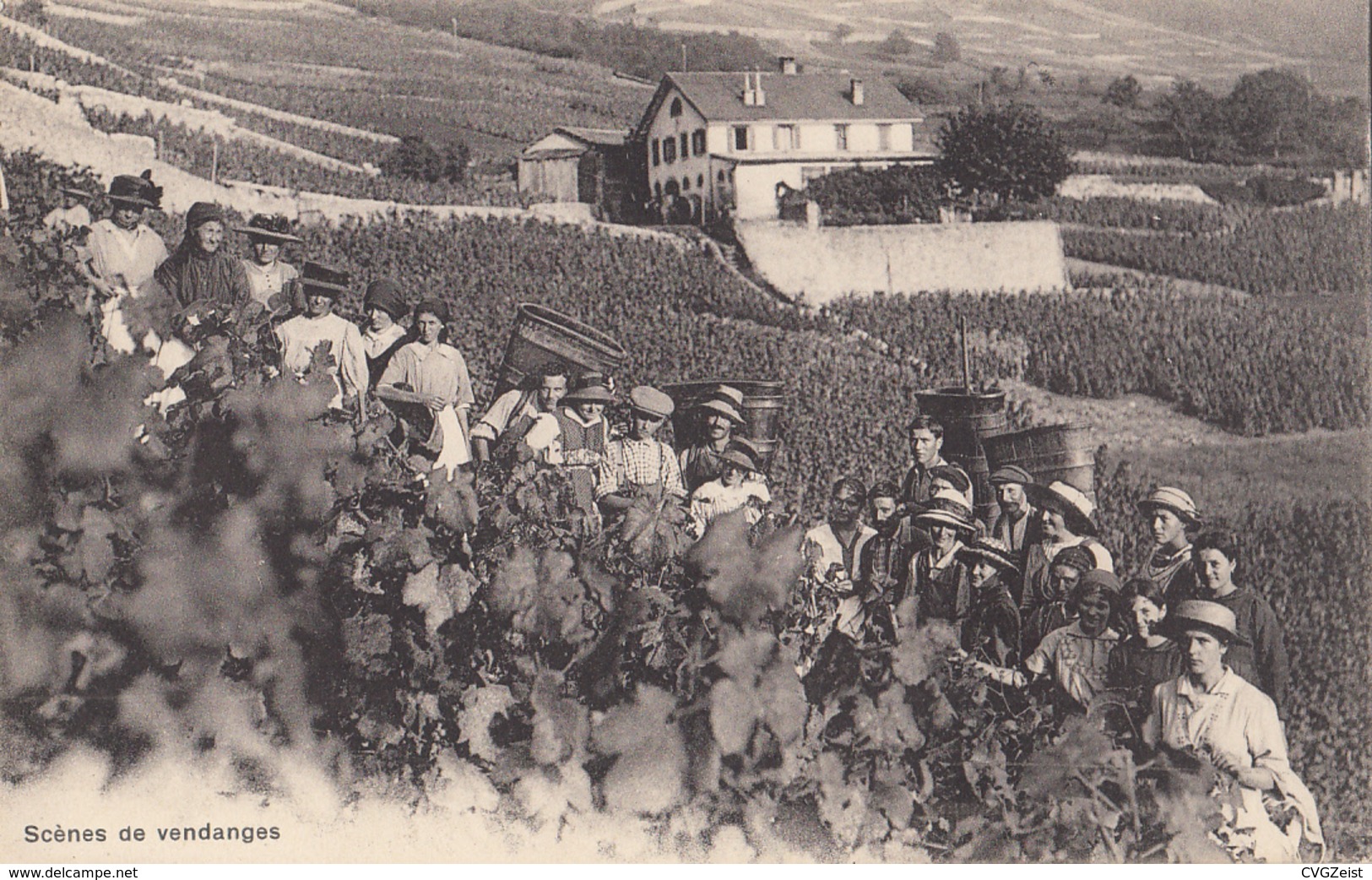 Scènes De Vendanges - Wijnbouw