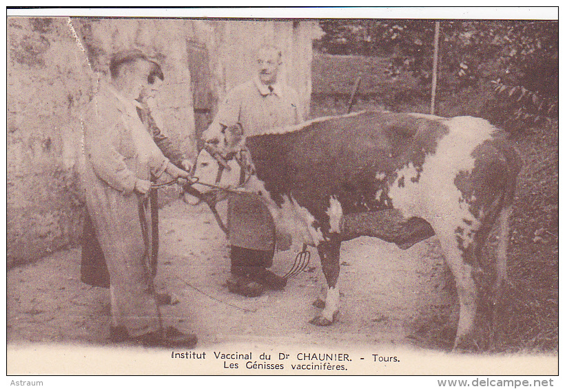 Cpa-37-tours-animée- Institut Vaccinal Du Dr Chaunier-vache, Génisse- - Tours