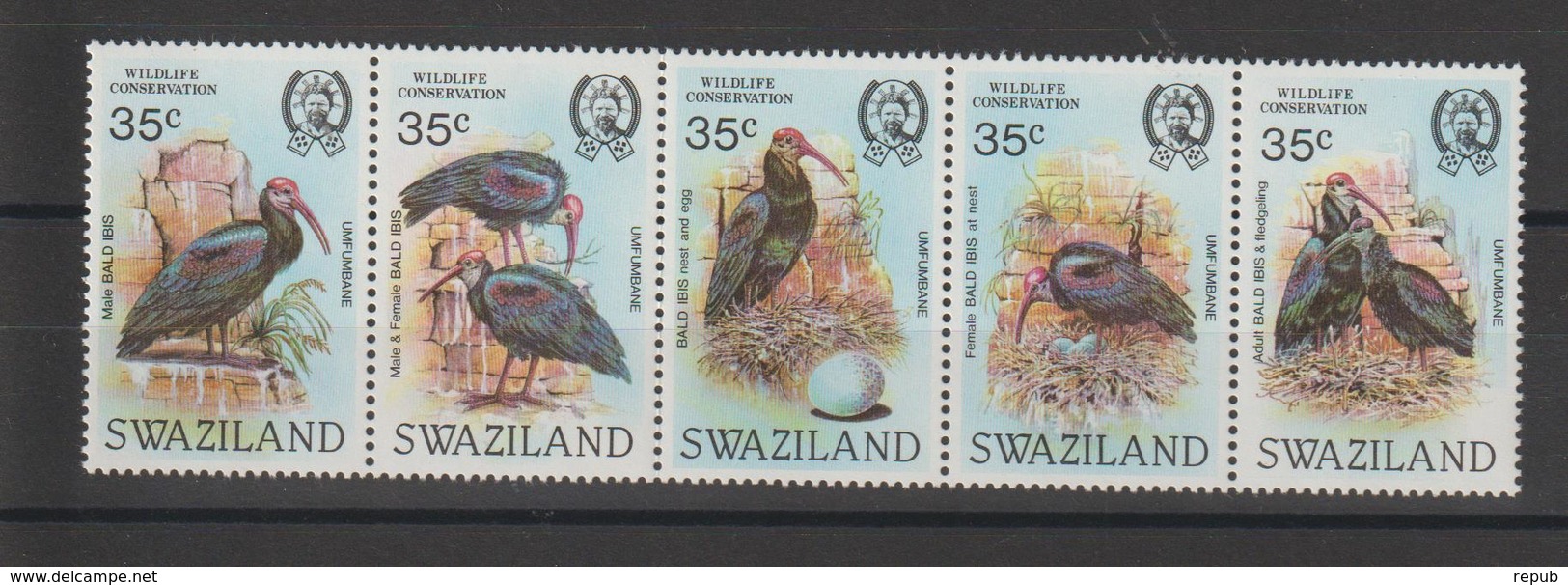 Swaziland 1984 Oiseaux Série 447-51 5 Val ** MNH - Swaziland (1968-...)