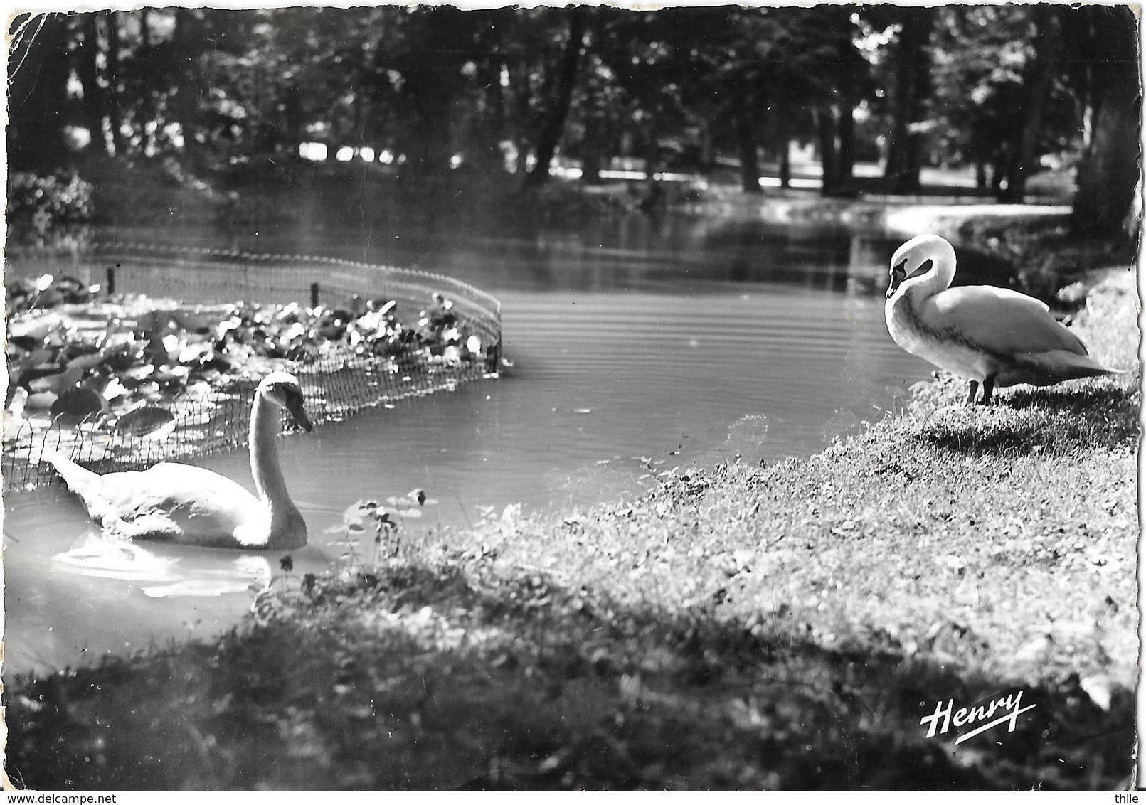 VITTEL - Pièce D'eau Dans Le Parc - Cygnes - 1959 - Vittel