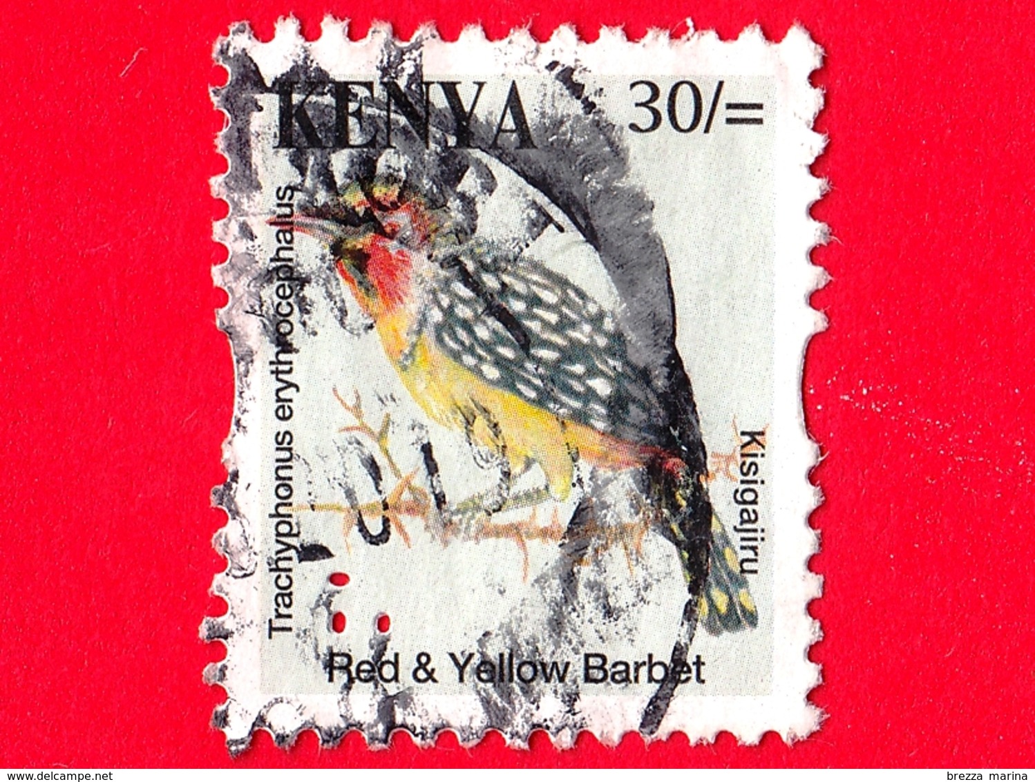KENIA - Usato - 2014 - Uccelli - Red-and-yellow Barbet (Trachyphonus Erythrocephalus) - 30 - Kenia (1963-...)