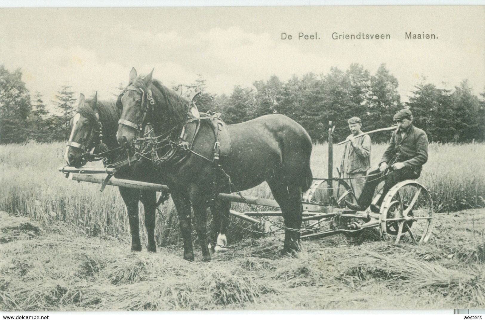 De Peel 1910; Griendtsveen Maaien - Niet Gelopen. Lees Beschrijving! - Other & Unclassified