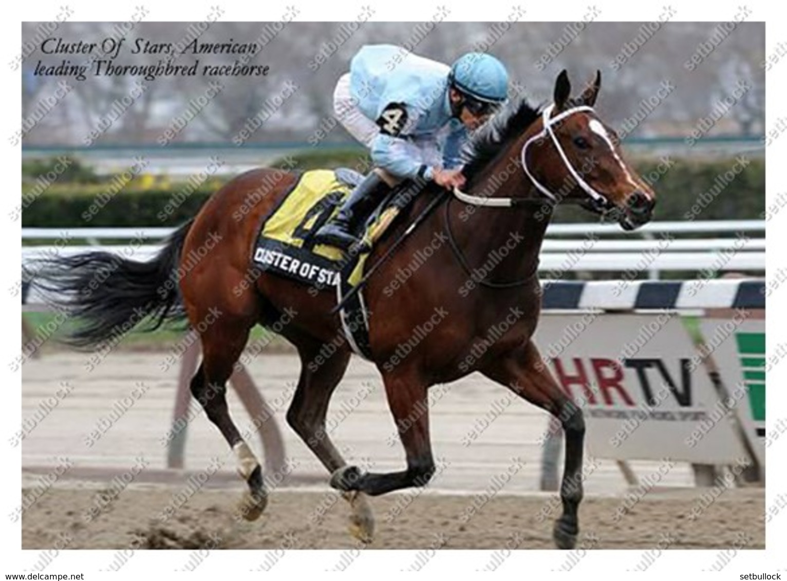 Ukraine | Postcard | Cluster Of Stars | Leading Thoroughbred Racehorse | Horse - Chevaux