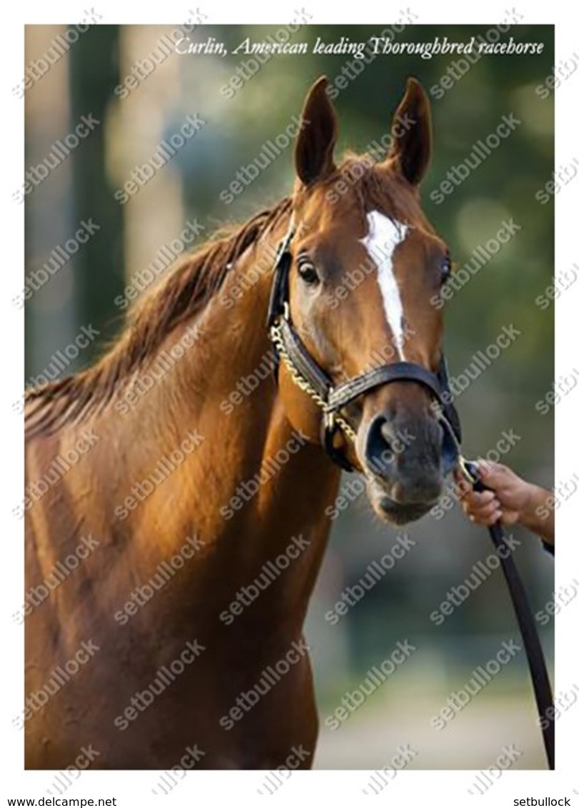 Ukraine | Postcard | Curlin | Leading Thoroughbred Racehorse | Horse - Chevaux