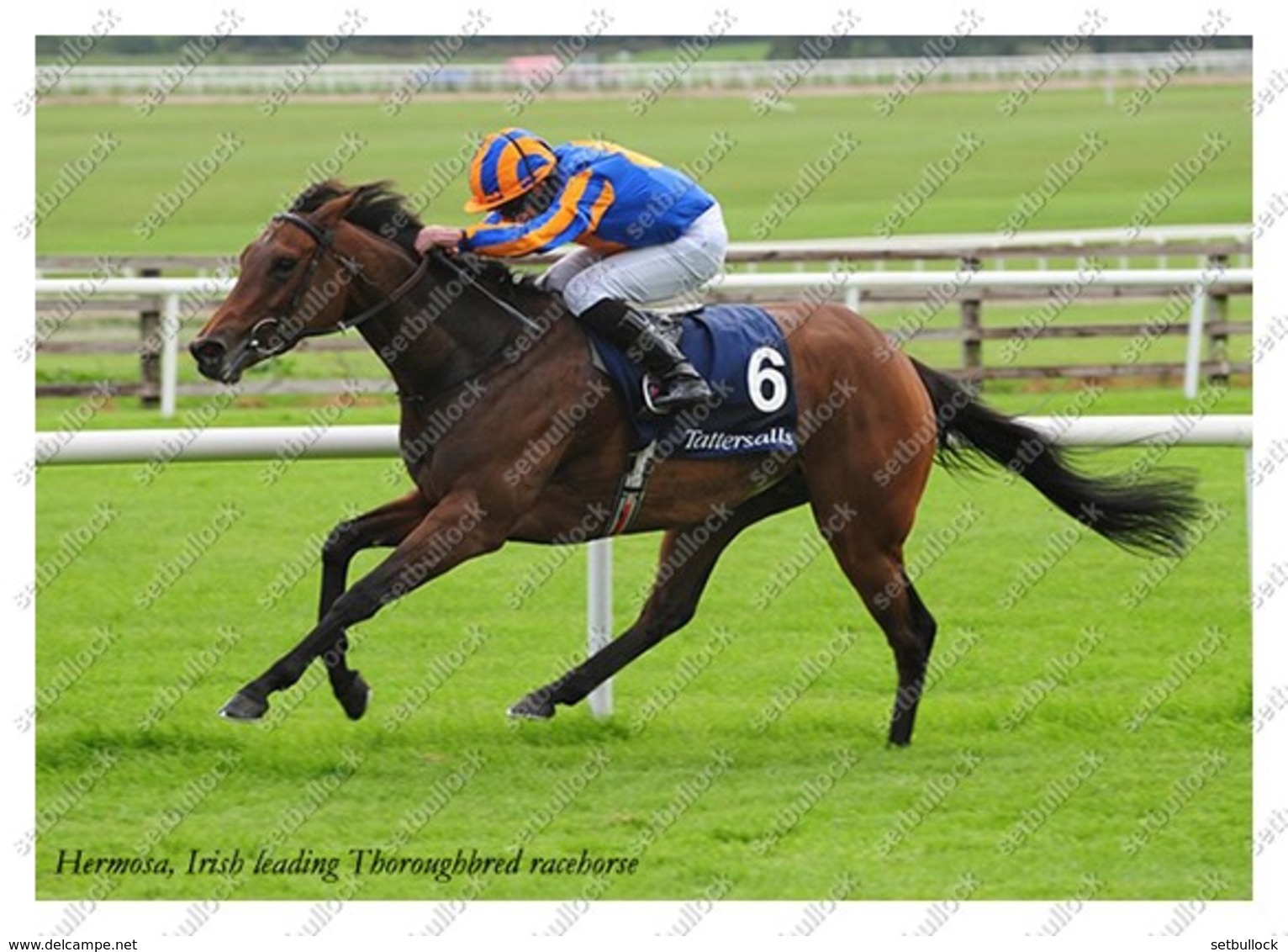 Ukraine | Postcard | Hermosa | Leading Thoroughbred Racehorse | Horse - Chevaux