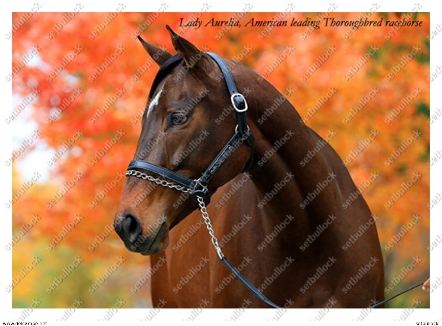 Ukraine | Postcard | Lady Aurelia | Leading Thoroughbred Racehorse | Horse - Chevaux