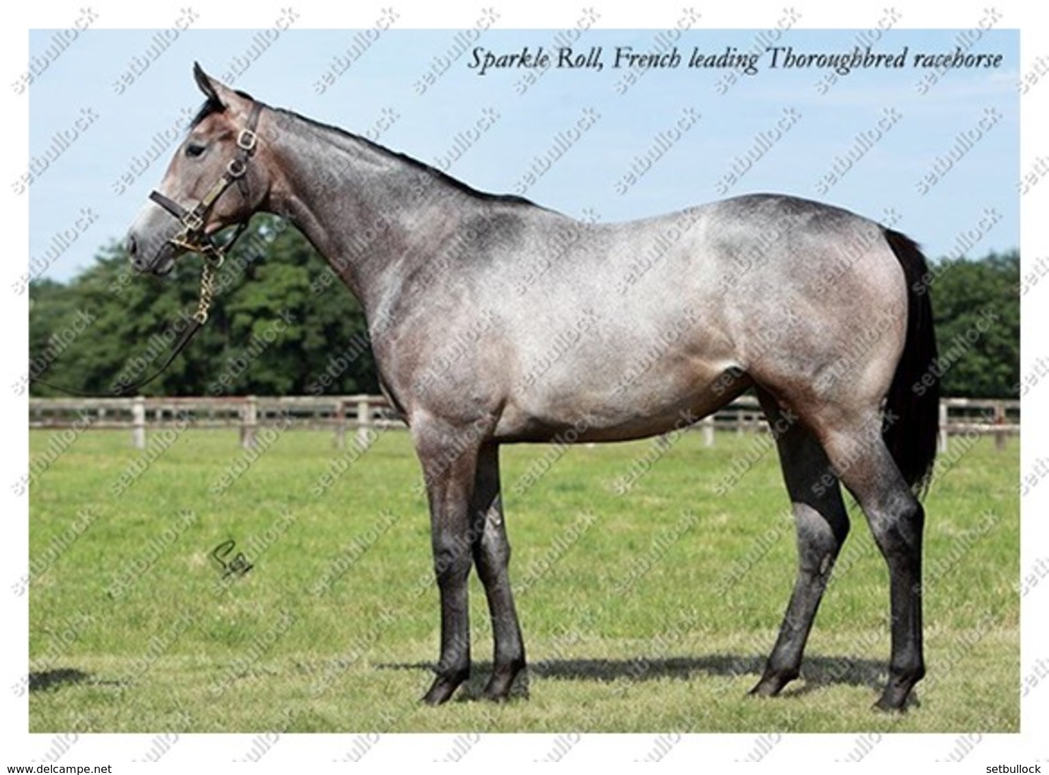 Ukraine | Postcard | Sparkle Roll | Leading Thoroughbred Racehorse | Horse - Chevaux