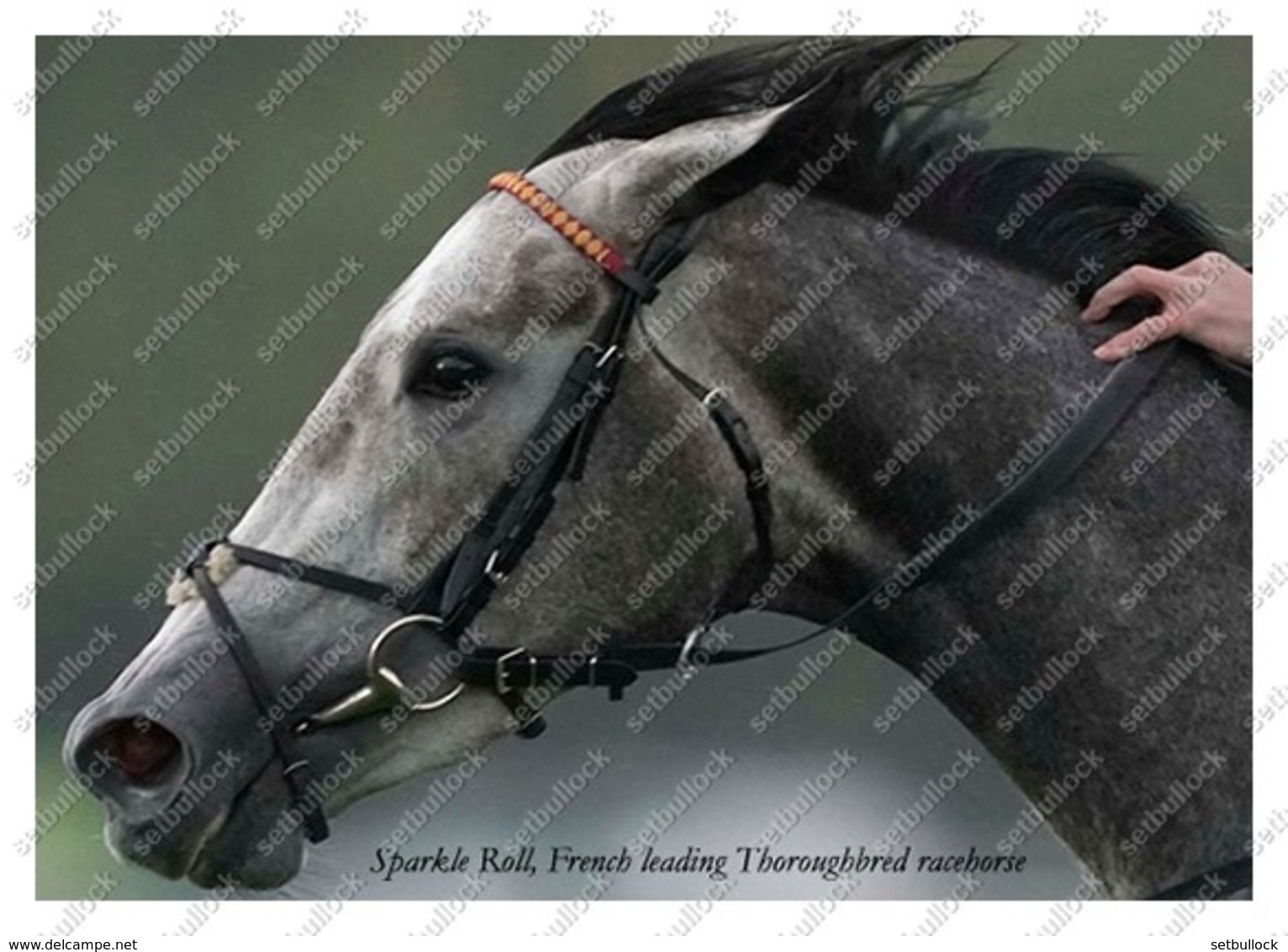 Ukraine | Postcard | Sparkle Roll | Leading Thoroughbred Racehorse | Horse - Chevaux