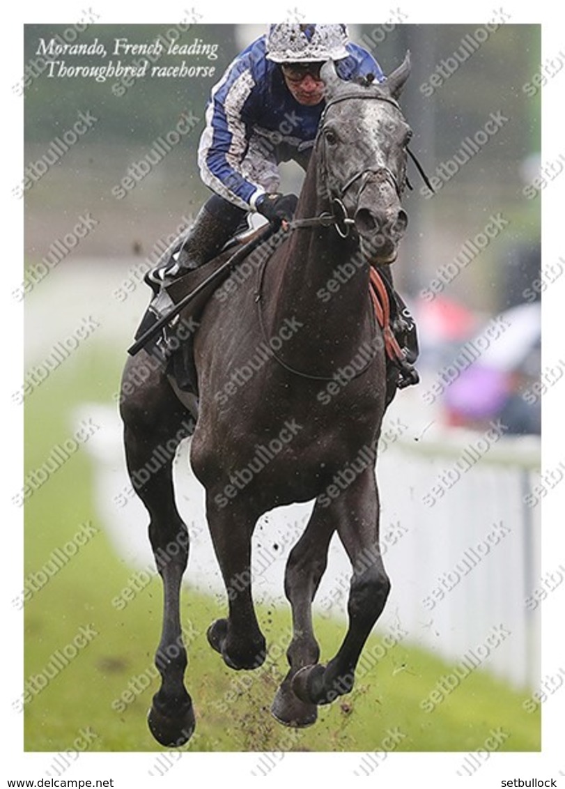 Ukraine | Postcard | Morando | Leading Thoroughbred Racehorse | Horse - Chevaux