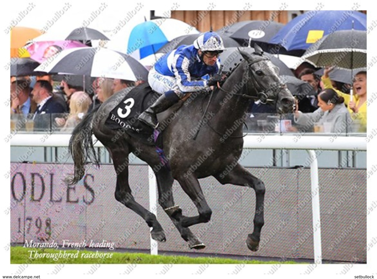 Ukraine | Postcard | Morando | Leading Thoroughbred Racehorse | Horse - Chevaux