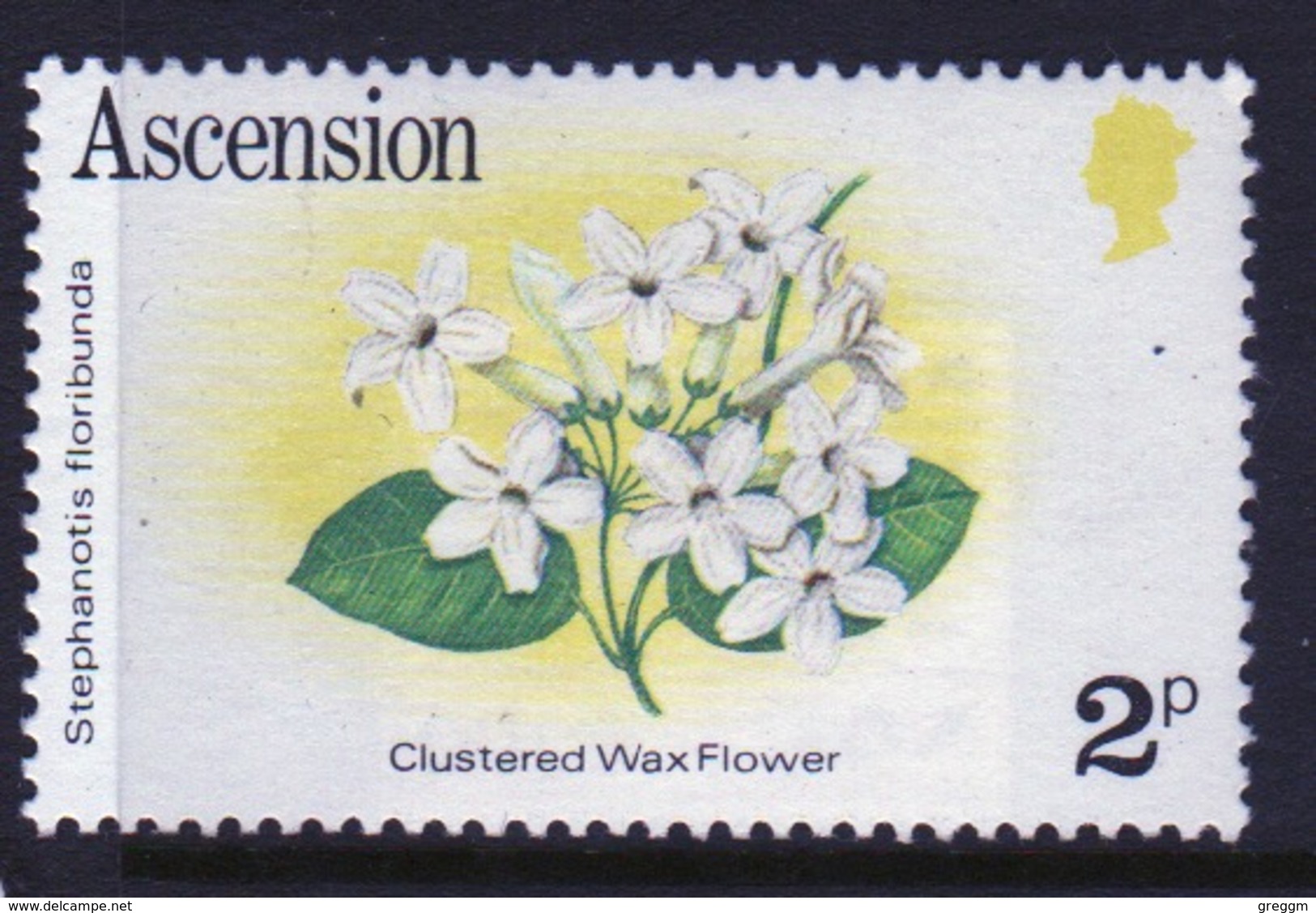 Ascension Queen Elizabeth Unmounted Mint 2p Stamp From 1981 Set On Flowers. - Ascension