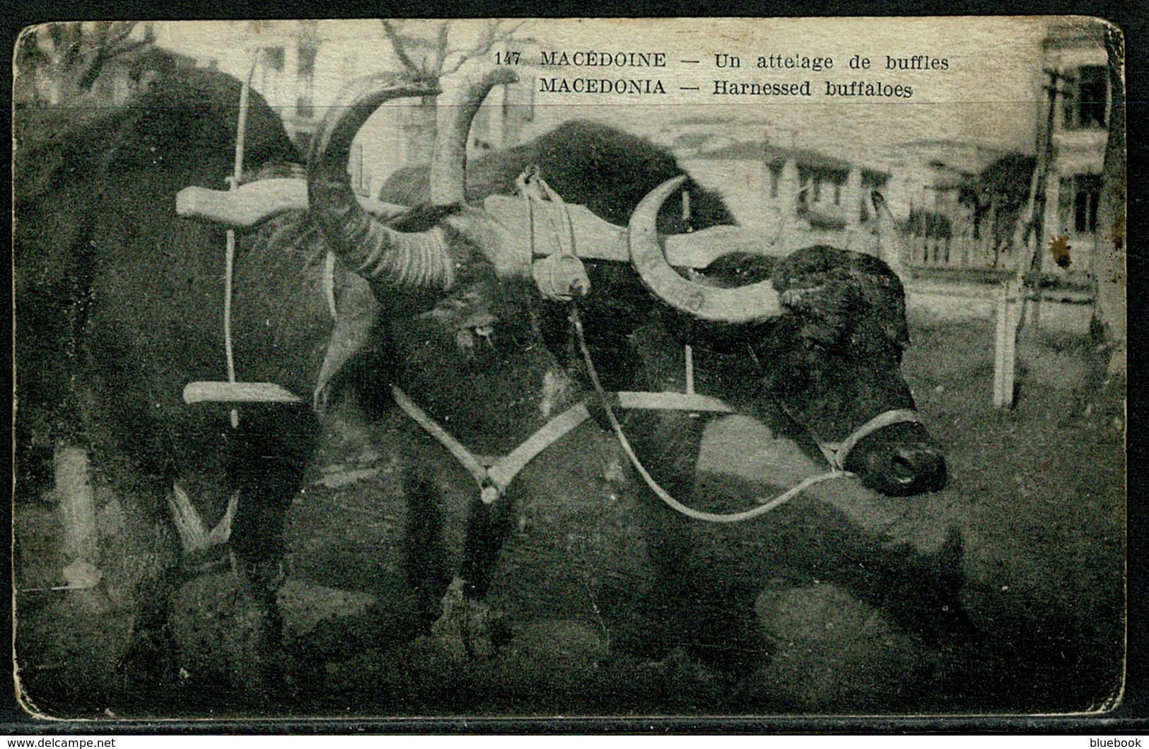 Ref 1297 - Early Postcard - Harnessed Buffaloes - Macedonia Greece Balkans - North Macedonia