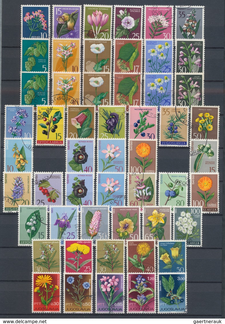 Thematik: Flora, Botanik / Flora, Botany, Bloom: 1910/2000 (ca.), Flowers, Comprehensive Collection/ - Andere & Zonder Classificatie