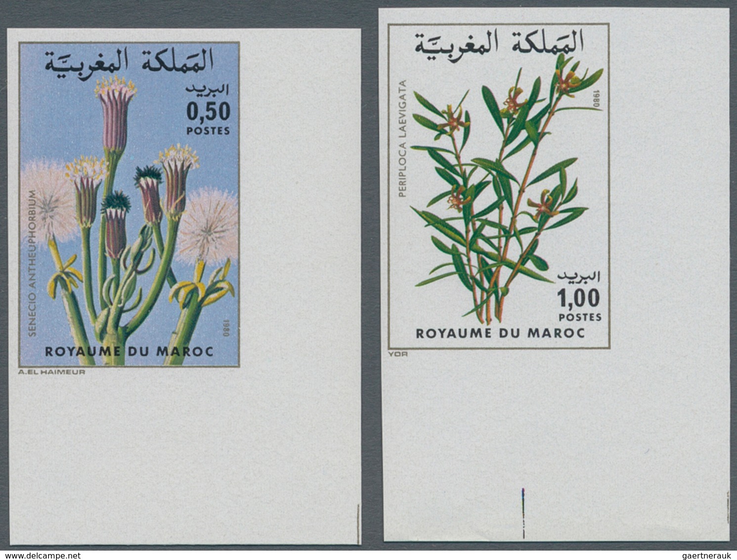 Thematik: Flora, Botanik / Flora, Botany, Bloom: 1980, MOROCCO: Flowers Set Of Two 0.50dh. ‚Senecio - Andere & Zonder Classificatie